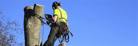 tree lopper toowoomba|DJ Tree Services.